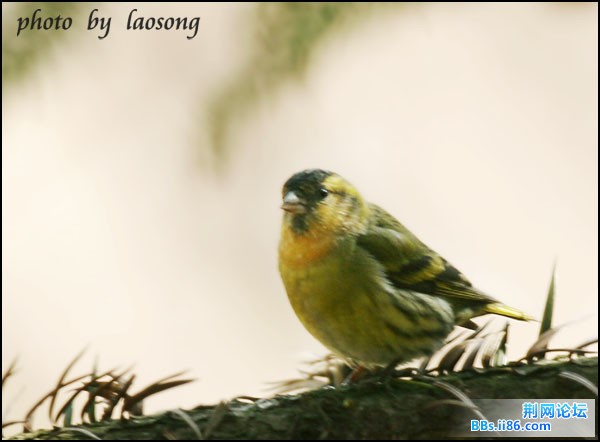 0308－1249 黄雀.jpg