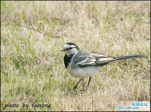 0293－1207# 白鹡鸰  灰背眼纹亚种.jpg