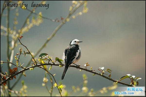 0294－1207# 白鹡鸰  普通亚种.jpg