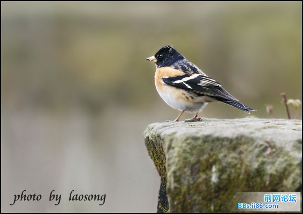 0306－1244 燕雀.jpg