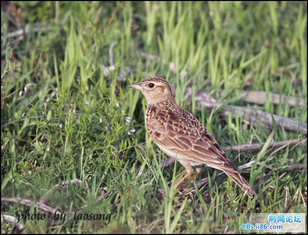 0288－1172 云雀.jpg