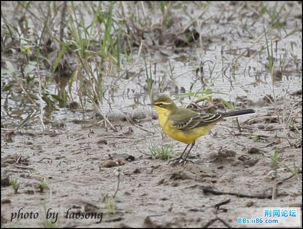 0297－1211 黄鹡鸰 台湾亚种.jpg