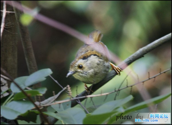 0283－ 1115 褐顶雀鹛.jpg