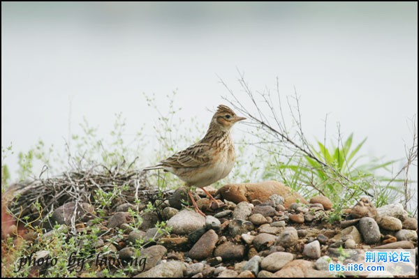 0289－1174 小云雀.jpg