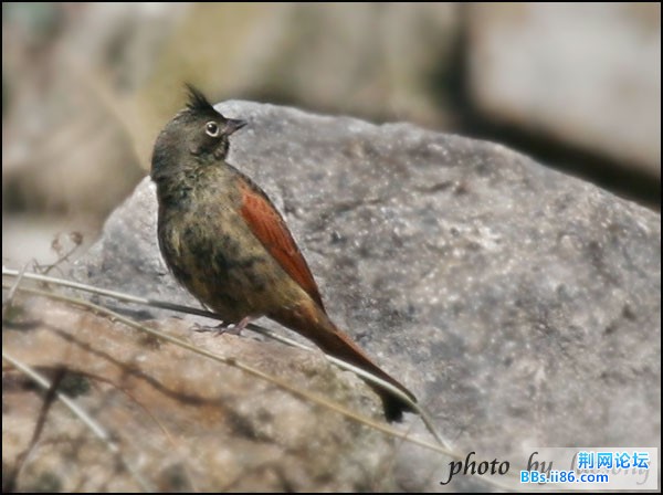 0311－1300 凤头鹀.jpg