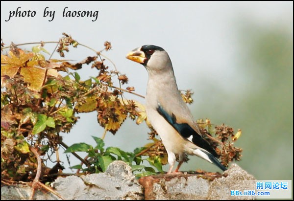 0310－1294 黑头蜡嘴雀.jpg