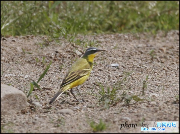 0296－1211 黄鹡鸰 堪察加亚种.jpg