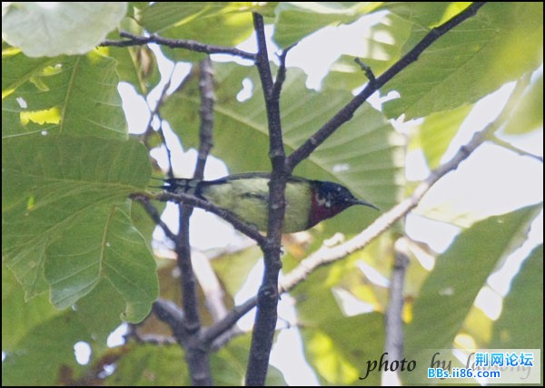 0290－1188 叉尾太阳鸟（秋天的）.jpg