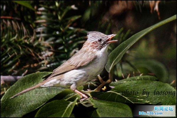 0285－1127 栗耳凤鹛.jpg