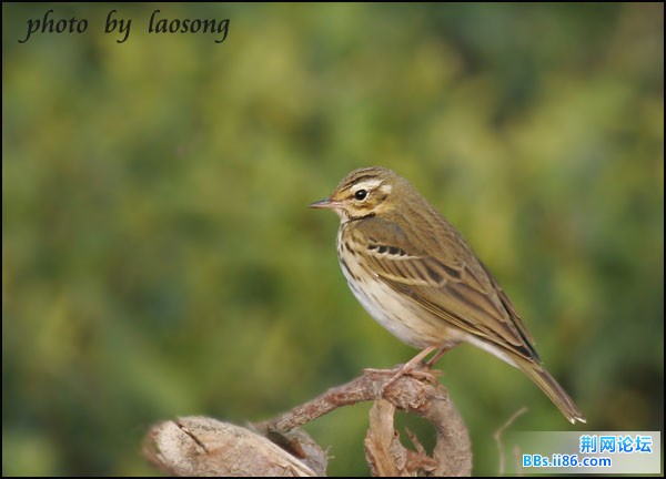 0300－1218 树鹨.jpg