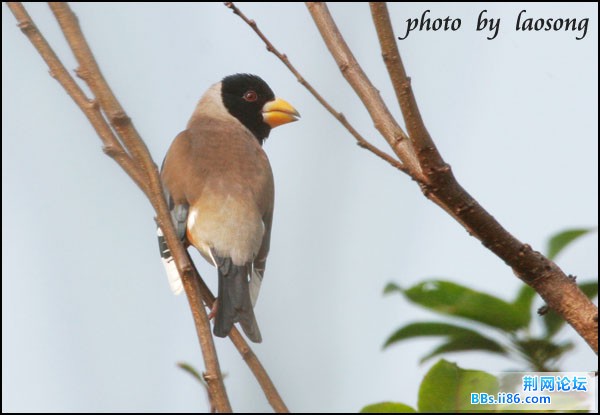 0309－1293 黑尾蜡嘴雀.jpg