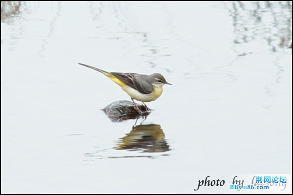 0298－1212 灰鹡鸰.jpg