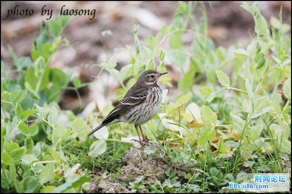 0303－1224 黄腹鹨.jpg