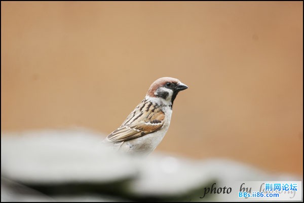 0292－1198 树麻雀.jpg