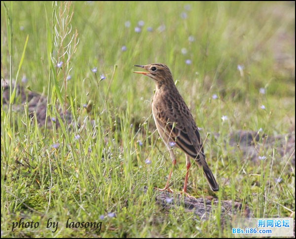 0299－1213 理氏鹨.jpg