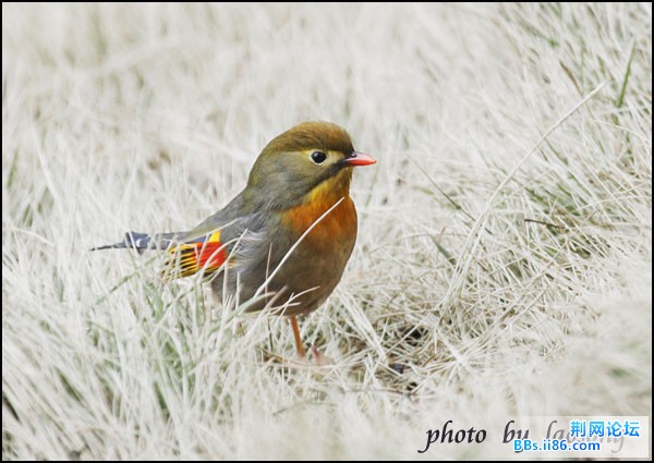 0282－1088 红嘴相思鸟.jpg