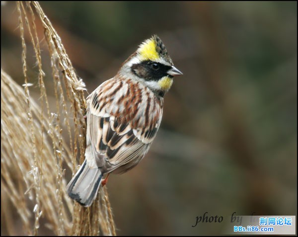 0317－1316 黄喉鹀.jpg