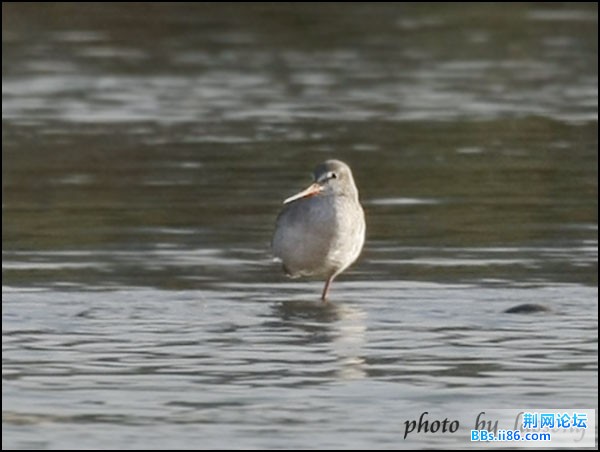 0331－0343  红脚鹬.jpg