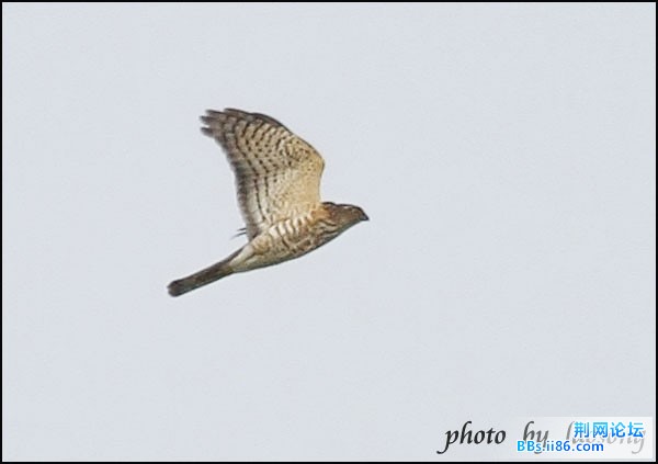 0322－0486 松雀鹰.jpg