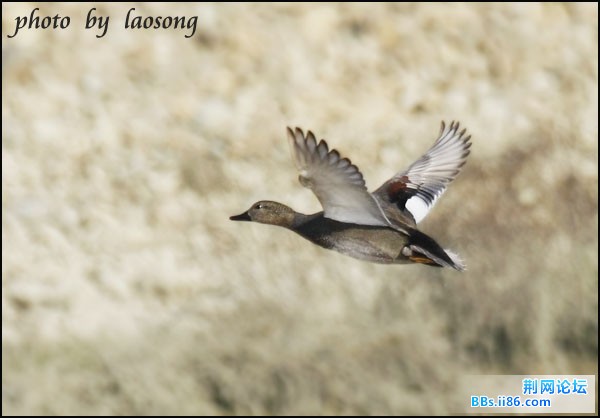 0341－0085 赤膀鸭.jpg