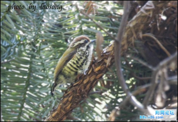 0333－0120 斑姬啄木鸟.jpg