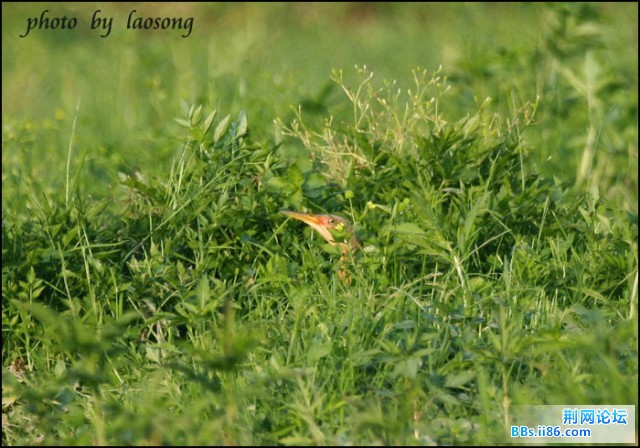 0343－0554 栗苇鳽.jpg