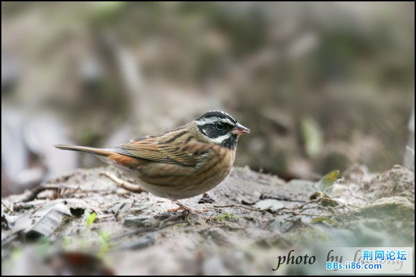 0313－1311 白眉鹀.jpg