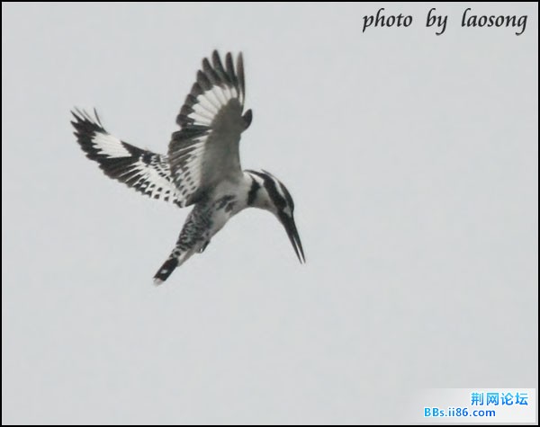 0330－0180  斑鱼狗.jpg