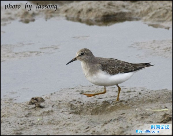 0329－0364  青脚滨鹬.jpg