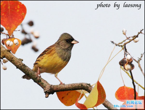 0319－1322 灰头鹀.jpg