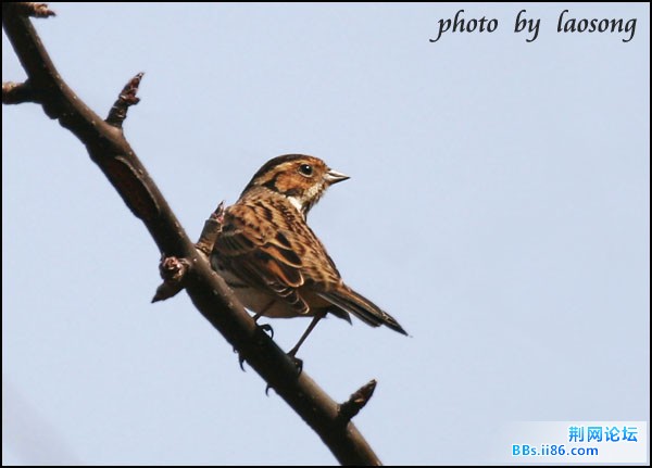 0314－1313 小鹀.jpg