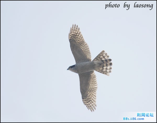 0338－0488 苍鹰.jpg