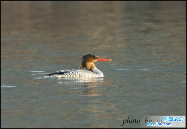 0327－0113  中华秋沙鸭3.jpg