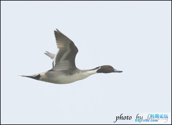 0321－0093  针尾鸭2.jpg