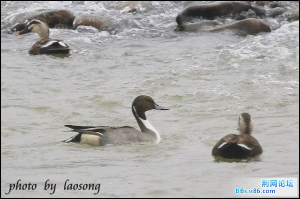 0320－0093  针尾鸭.jpg