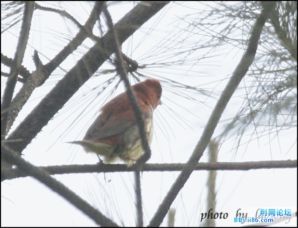 0318－1318 栗鹀.jpg