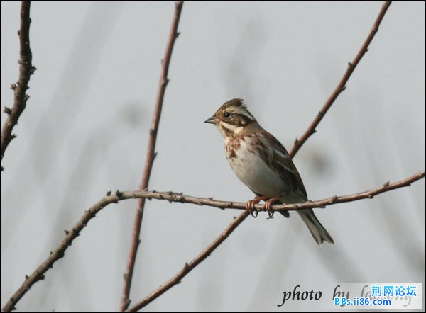 0316－1315 田鹀.jpg