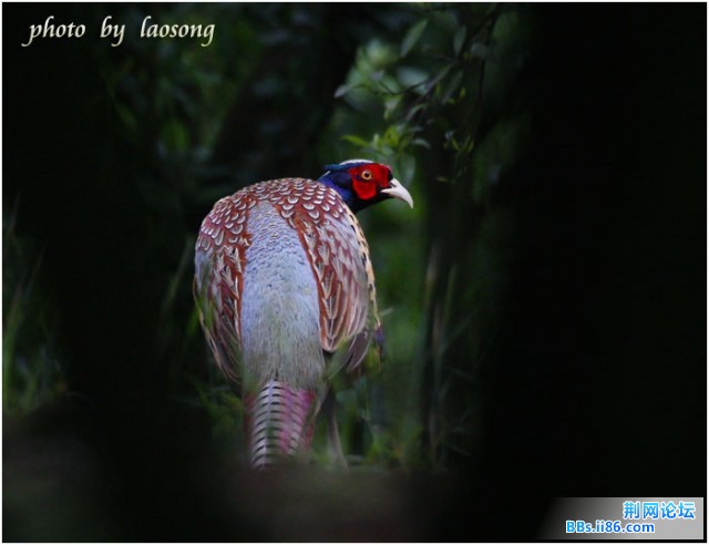 0342－0050 雉鸡.jpg