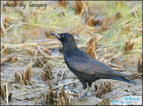 0324－0647 小嘴乌鸦.jpg