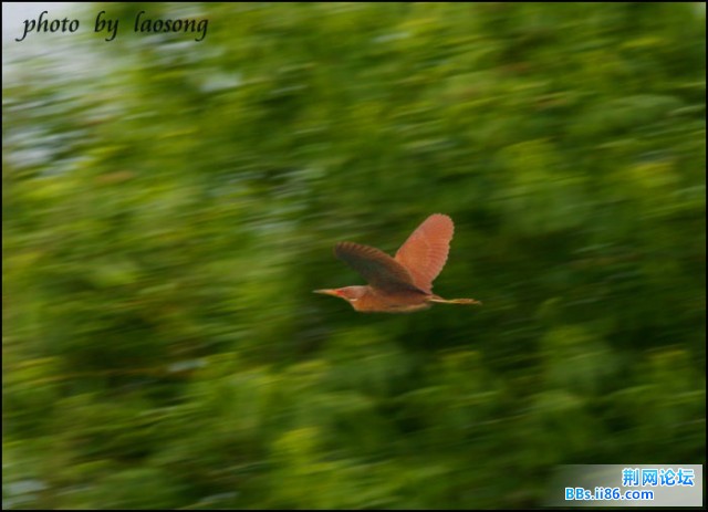 0346－0554 栗苇鳽4.jpg