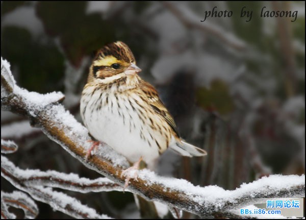 0315－1314 黄眉鹀.jpg