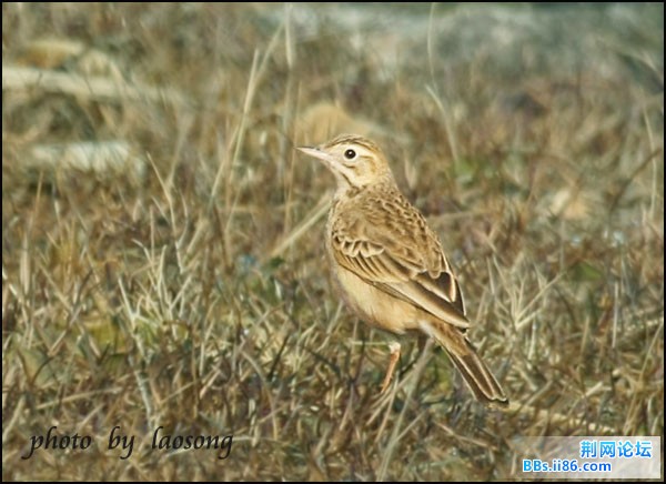 0337－1216  布莱氏鹨.jpg