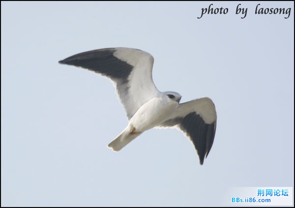 0339－0459 黑翅鸢.jpg