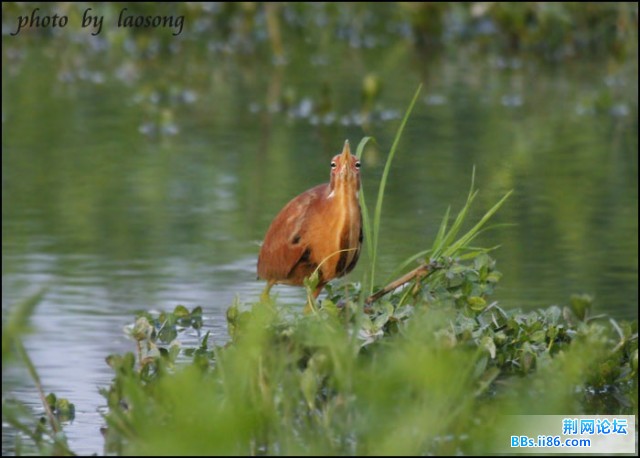 0345－0554 栗苇鳽3.jpg