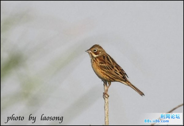 0323－1312  栗耳鹀.jpg