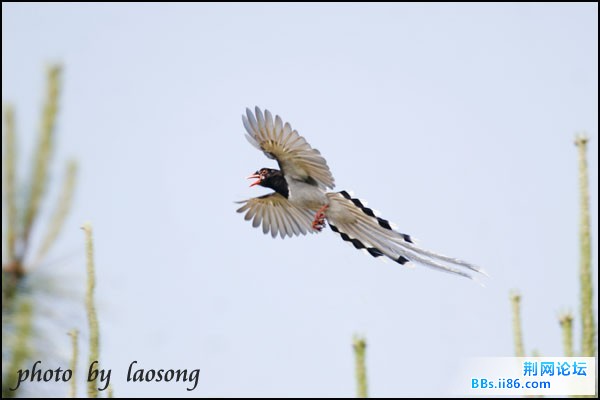 0199－0626 红嘴蓝鹊.jpg