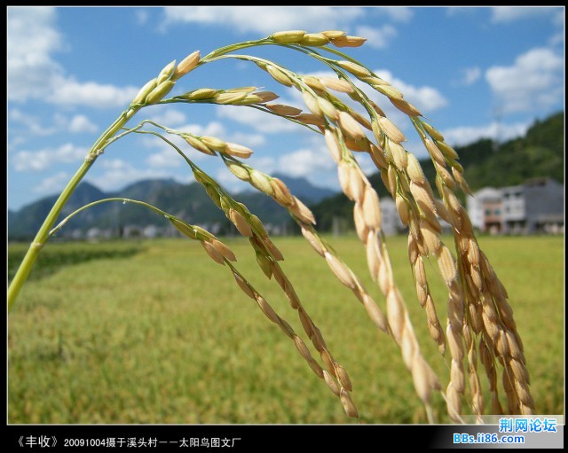 DSCF1349丰收.jpg