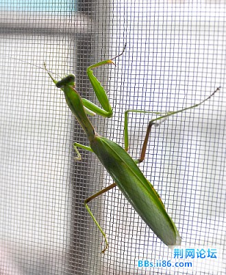 乡党委书记办公室的窗门上叭着只螳螂,真不愧是绿色之乡.