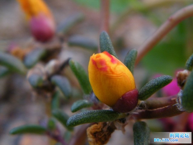 DSCF2477.JPG