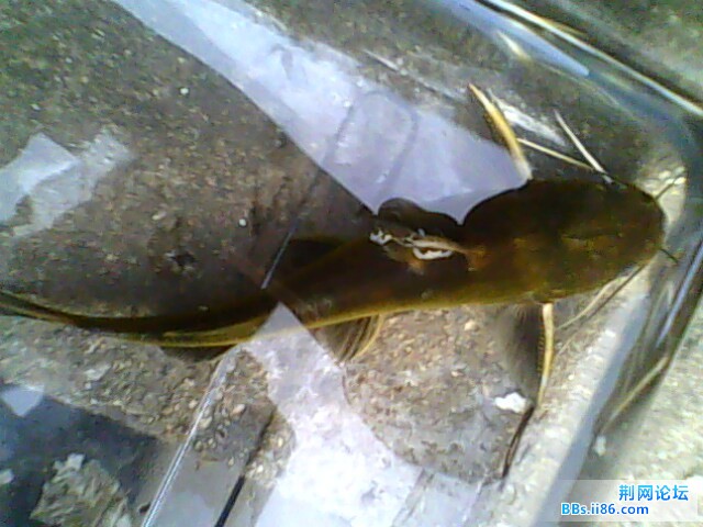 IMG0633A.jpg